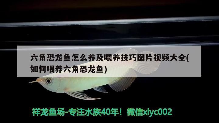 烏拉特前旗烏拉山森森生態(tài)魚缸店
