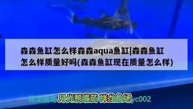 森森牌魚缸怎么樣：森森牌魚缸與索一魚缸對比評測
