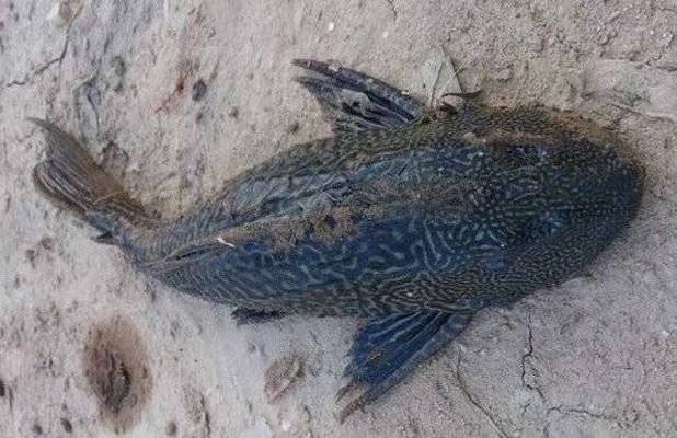 臨城縣老陳水族門市（老臨城湯館怎么樣）