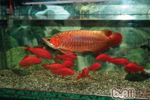 兩條金龍魚能不能一起養（兩條金龍魚可以一起養嗎）