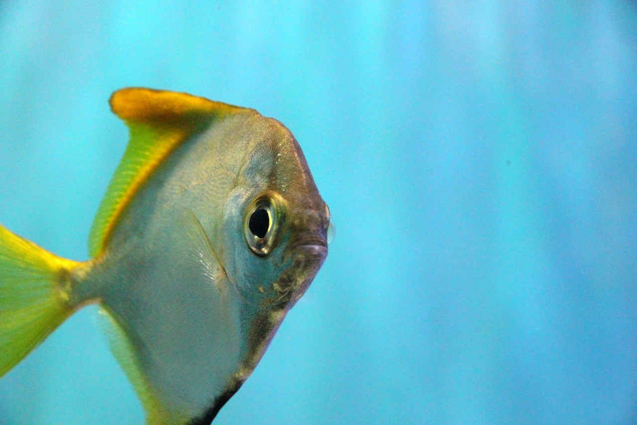 沅江市七淼水族館 （沅江市七淼水族館地址） 沅江市七淼水族館 （沅江市七淼水族館地址） 全國水族館企業名錄 第2張