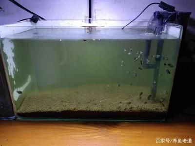 給魚缸換水的注意事項：給魚缸換水的方式和注意事項