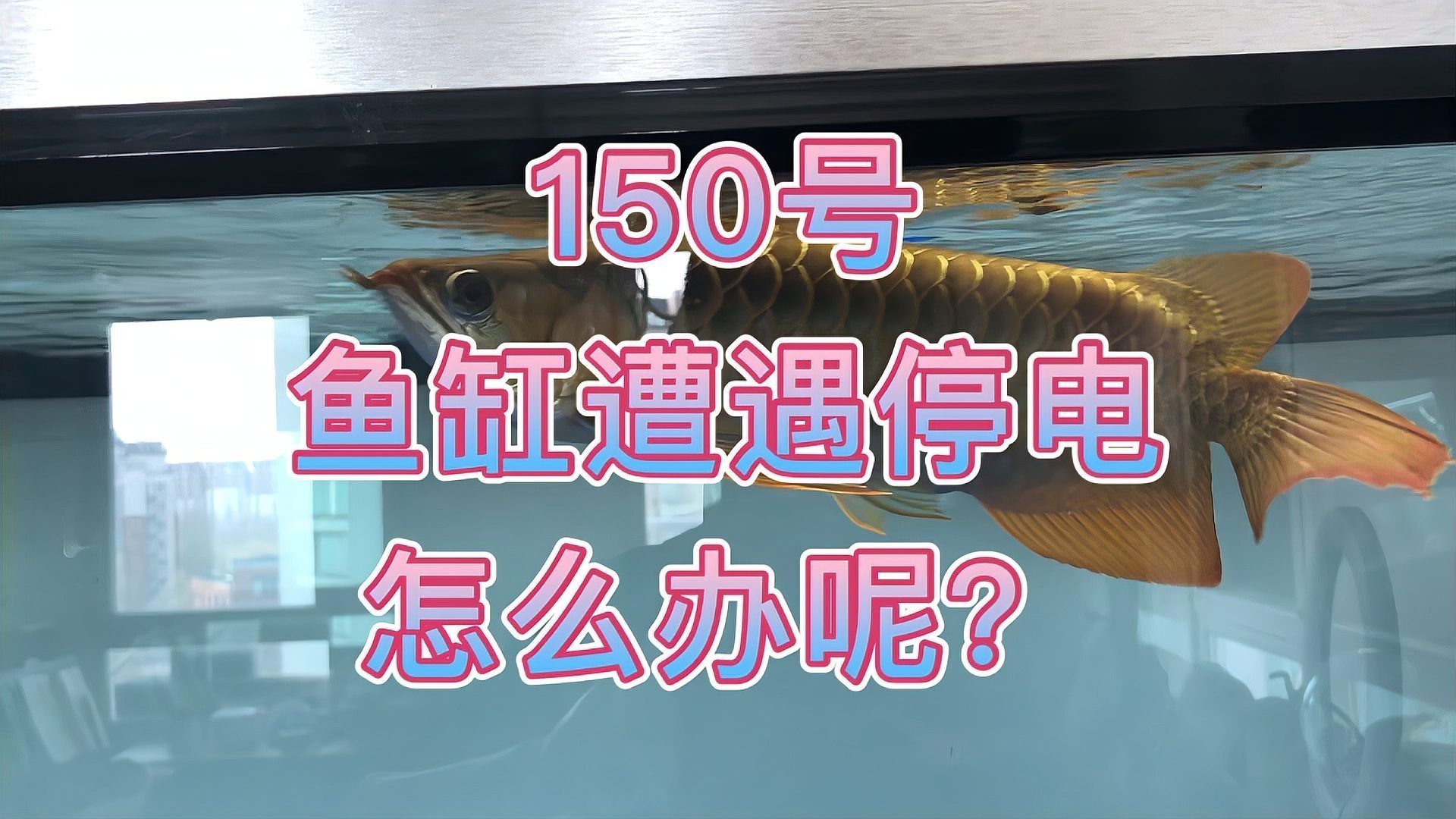 龍魚魚缸停電了怎么辦