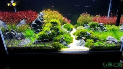 底濾魚缸制作生態魚缸視頻（如何自制底濾魚缸）