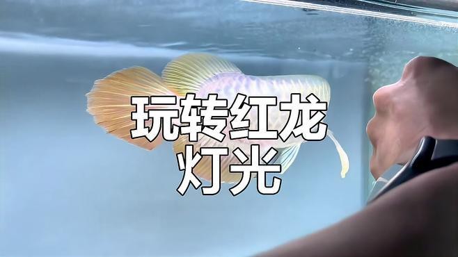 紅龍使用6700K燈的最佳環境配置