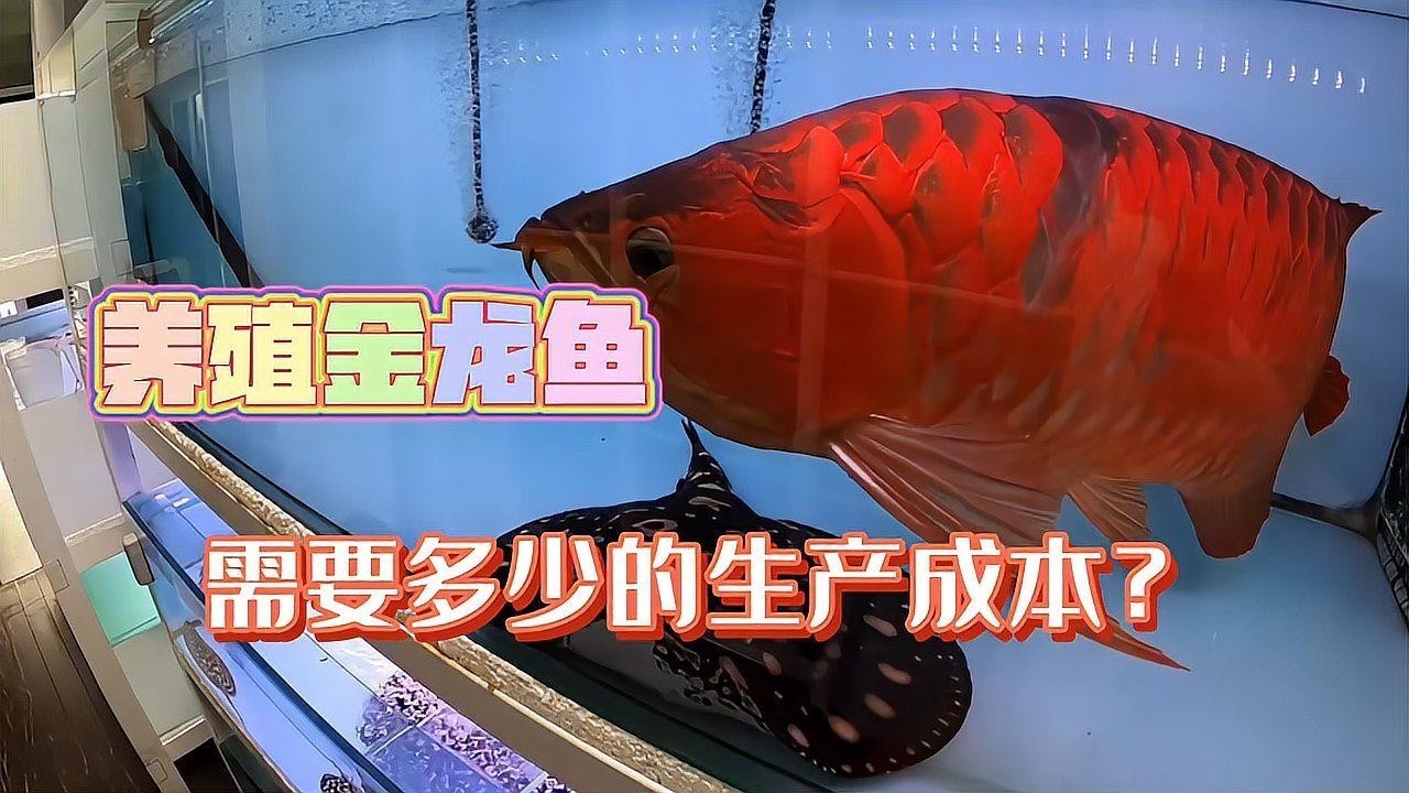 金龍魚活體價格行情走勢