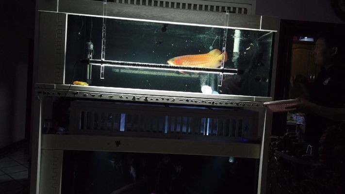 龍魚飼料營養均衡標準：龍魚飼料的營養均衡標準