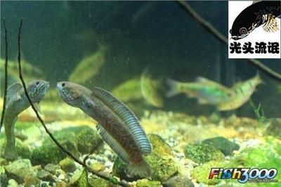 冷水雷龍魚能和什么魚混養，冷水雷龍魚混養常見問題解答雷龍魚混養常見問題解答