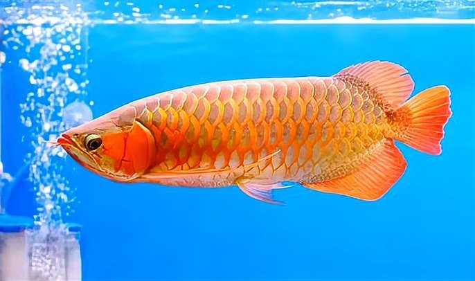 龍魚飼養中常見的問題有哪些？