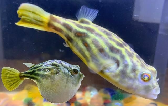 皇冠狗頭魚缸顏色（皇冠狗頭魚的飼養技巧）