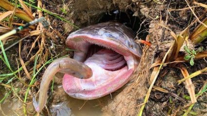 皇冠狗頭魚缸顏色（皇冠狗頭魚的飼養技巧）