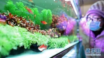 龍魚買賣平臺有哪些軟件（龍魚之城交易平臺）