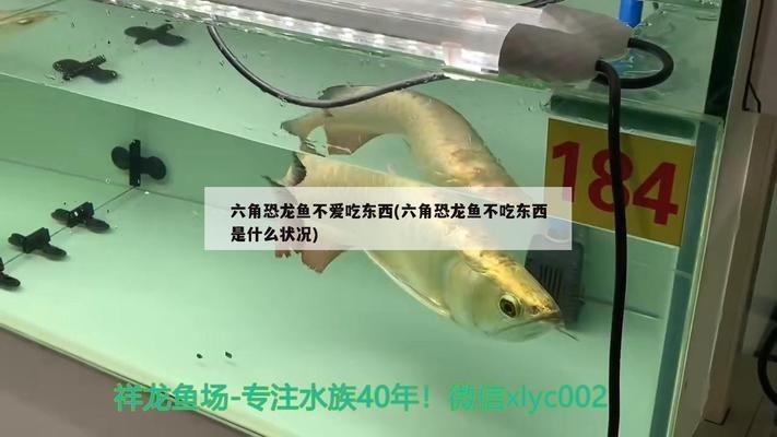 恐龍魚不吃東西是怎么回事（恐龍魚不吃東西可能是因為環境變化而不吃東西的問題）