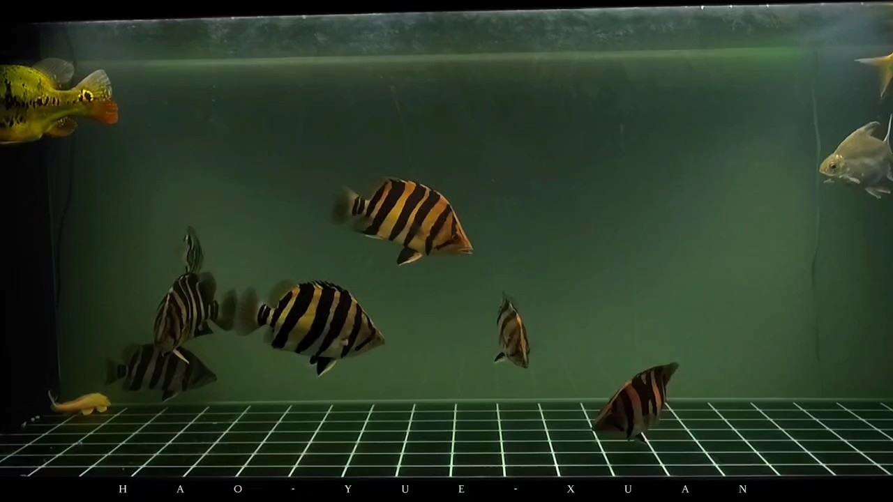 缸前發呆，睡前走走流程