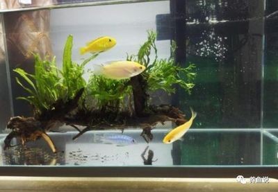銀龍魚缺氧急救步驟清單，銀龍魚缺氧多久會死，，判斷銀龍魚是否缺氧，銀龍魚缺氧急救步驟清單
