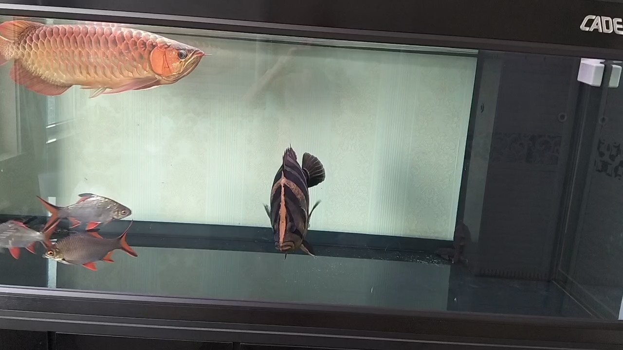 養魚養心