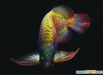 都龍魚是什么樣子的：都龍魚是一種觀賞魚，它們有著獨特的外觀特征，吸引了許多魚友的喜愛