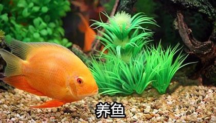 木命的人魚缸放哪個方位好：木命人家居布局宜忌 木命的人魚缸放哪個方位好：木命人家居布局宜忌 魚缸百科 第5張