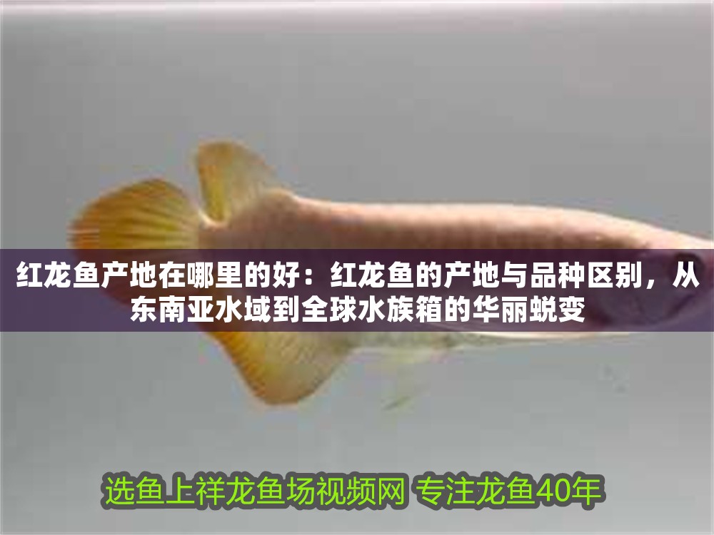 紅龍魚產(chǎn)地在哪里的好：紅龍魚的產(chǎn)地與品種區(qū)別，從東南亞水域到全球水族箱的華麗蛻變
