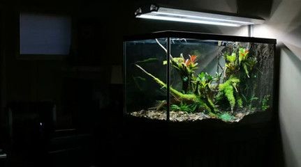 什么樹的樹皮放魚缸里最好：什么樹的樹皮放魚缸里最好，什么樹皮放魚缸里最好