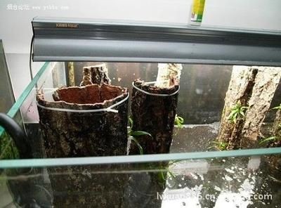 什么樹的樹皮放魚缸里最好：什么樹的樹皮放魚缸里最好，什么樹皮放魚缸里最好