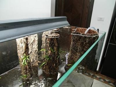 什么樹的樹皮放魚缸里最好：什么樹的樹皮放魚缸里最好，什么樹皮放魚缸里最好