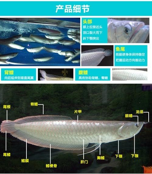 銀龍魚多少錢一斤