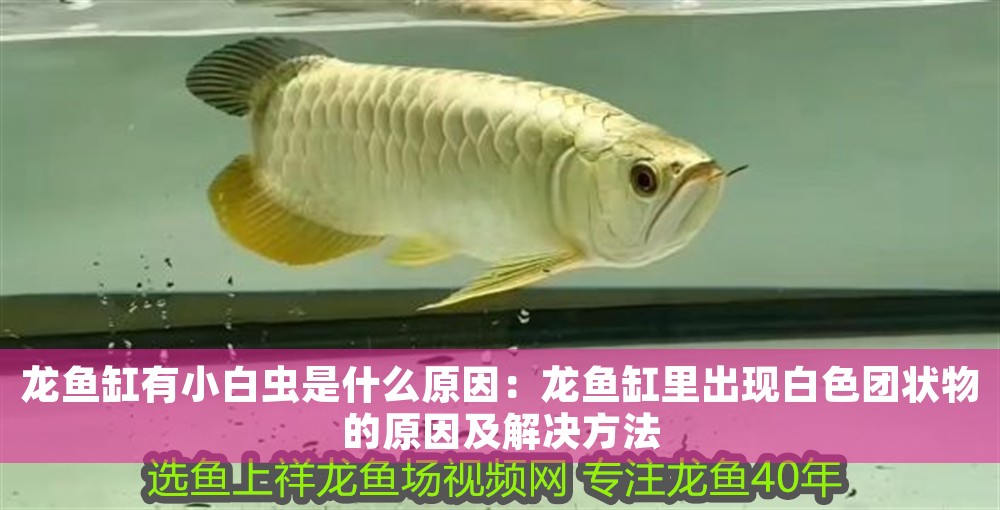 龍魚缸有小白蟲是什么原因：龍魚缸里出現白色團狀物的原因及解決方法