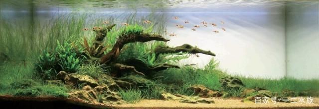 世界最頂級的魚缸造景：世界最頂級的魚缸造景方法