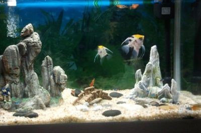 黃岡市黃州區巨金水族家居精品店（黃岡市黃州區巨金水族家居精品店地址）