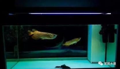 人靠近魚缸龍魚就快速游過來（龍魚對人類靠近魚缸的反應(yīng)可能涉及多個方面）