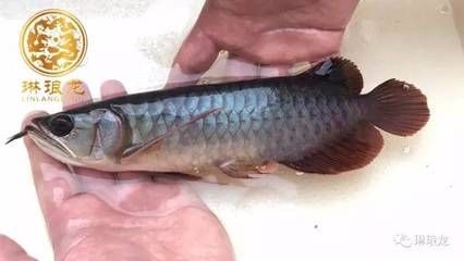 為啥養龍魚：為啥養龍魚？