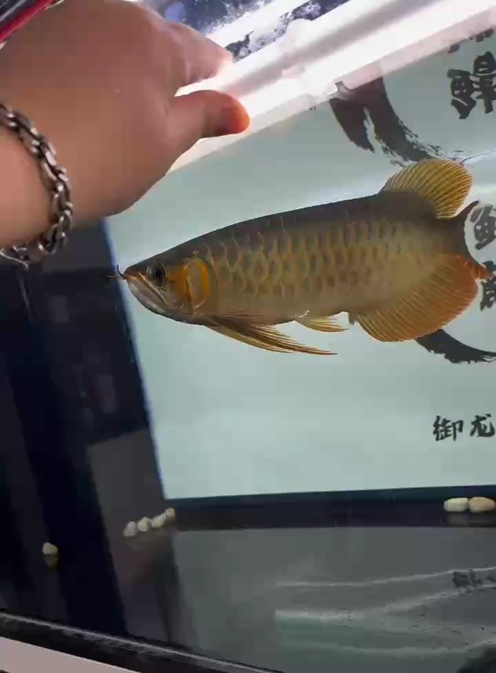自己培養(yǎng)一條玩玩 龍魚論壇 第1張 自己培養(yǎng)一條玩玩 自己培養(yǎng)一條玩玩 龍魚論壇 第1張