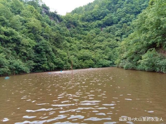 龍魚(yú)缺氧幾個(gè)小時(shí)能死：如何檢測(cè)魚(yú)缸氧氣含量