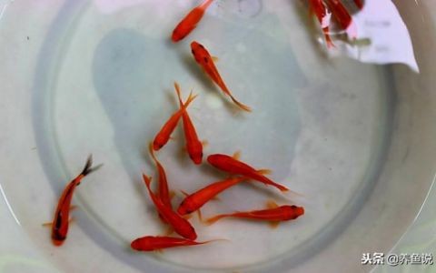 魚缸飼養密度最佳實踐：如何根據不同種類的魚來確定最佳飼養密度