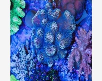 淡水魚缸飼養注意事項淡水魚缸飼養注意事項飼養注意事項：淡水魚缸可以放鹽嗎