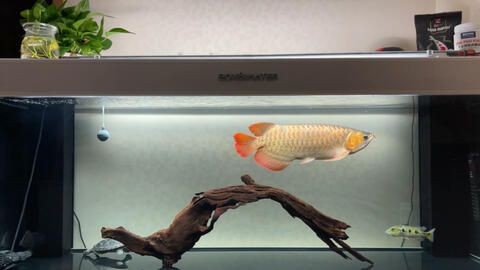 紅龍魚喂什么小魚好看，：紅龍魚喂什么好