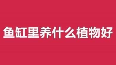 魚缸內植物選擇與養護：幾種適合在魚缸內種植的植物