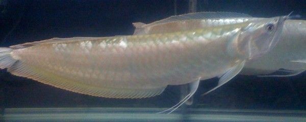 銀龍魚苗消化不良癥狀：銀龍魚苗消化不良癥狀包括厭食、離群、體色變暗或發黑