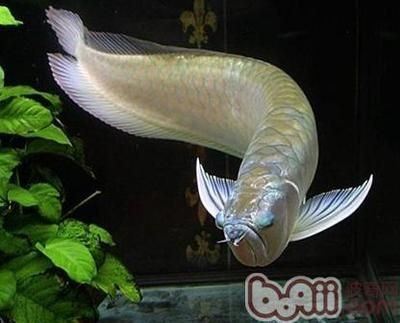 銀龍魚苗消化不良癥狀：銀龍魚苗消化不良癥狀包括厭食、離群、體色變暗或發黑