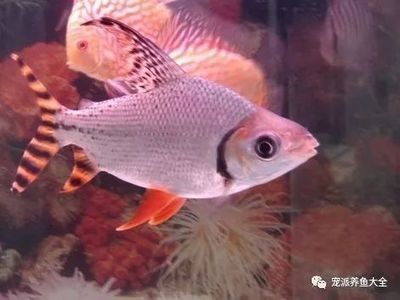 飛鳳魚的飼養(yǎng)技巧：飛鳳魚一年能長多大 飛鳳魚的飼養(yǎng)技巧：飛鳳魚一年能長多大 魚缸百科 第3張