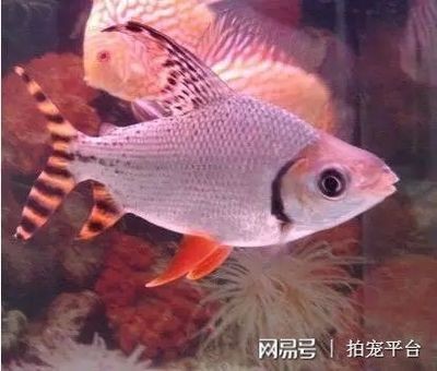 飛鳳魚的飼養(yǎng)技巧：飛鳳魚一年能長多大 飛鳳魚的飼養(yǎng)技巧：飛鳳魚一年能長多大 魚缸百科 第1張