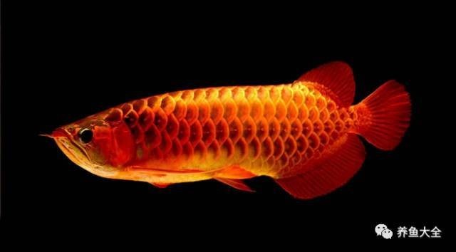 龍魚外寄生蟲感染會自愈嗎？（如何判斷龍魚是否感染外寄生蟲） 龍魚外寄生蟲感染會自愈嗎？（如何判斷龍魚是否感染外寄生蟲） 龍魚百科 第2張