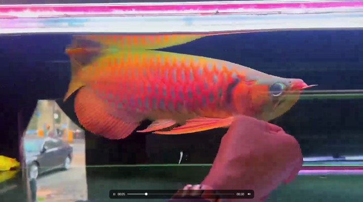 紅龍45公分還是金色