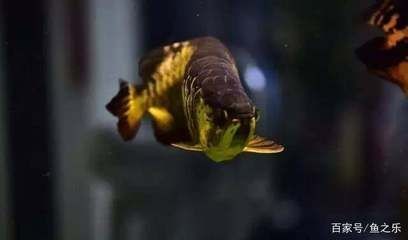 龍魚的句子心情說說，關于龍魚的句子心情說說