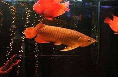 龍魚的句子心情說說，關于龍魚的句子心情說說