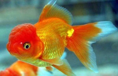 龍魚的句子心情說說，關于龍魚的句子心情說說