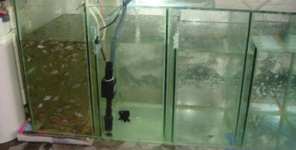 魚缸水泵會轉但抽不上水（魚缸水泵會轉但抽不上水怎么辦）