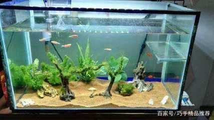 觀賞魚缸換水后用放鹽嗎視頻（觀賞魚缸換水后加鹽可以起到殺菌的作用，養魚人士必須掌握）