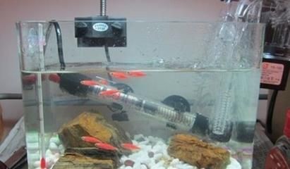 魚缸加熱棒的安全使用指南魚缸加熱棒的安全使用指南：智能魚缸加熱棒的安全使用指南魚缸加熱棒的安全使用指南